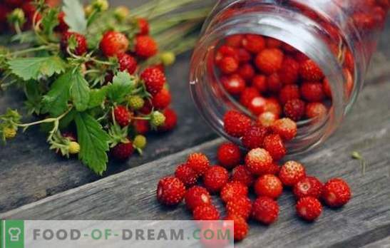 Erdbeeren, die für den Winter mit Zucker eingerieben wurden, werden sechs Monate gelagert. Wilde Erdbeeren mit Zucker für den Winter: wie geht das richtig?