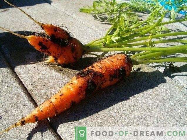 Nützliche Eigenschaften von Karotten