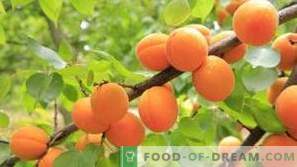 Aprikosen: Nutzen für die Gesundheit und Schaden