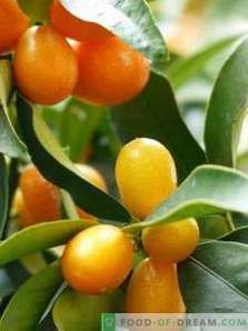 Kumquat: Nutzen und Schaden